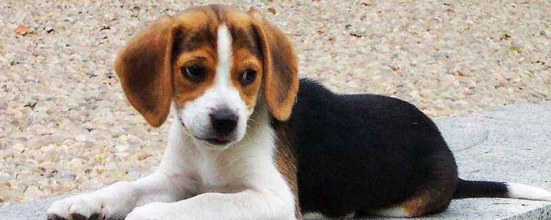 如何讓比格犬聽話