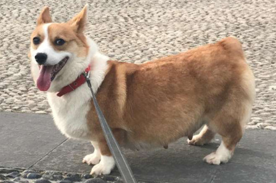 柯基犬會護主人嗎