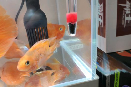 鸚鵡魚身上有白霜