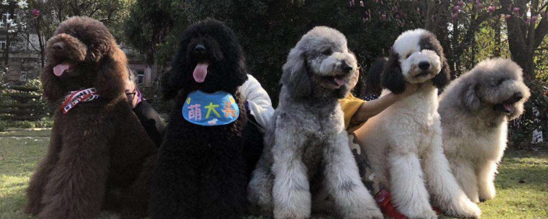 巨型貴賓犬的缺點(diǎn)