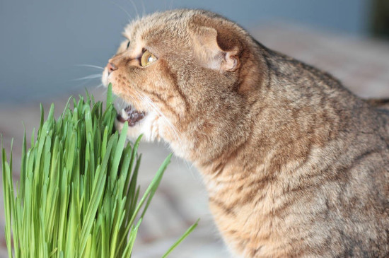 貓咪能吃獼猴桃嗎