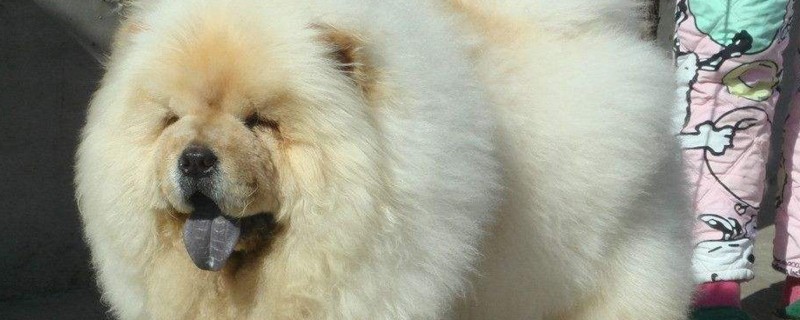 松獅犬怎么訓(xùn)練，訓(xùn)練松獅的四大技巧