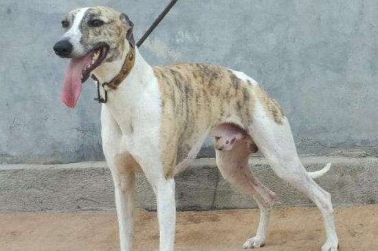 格力犬怎么訓(xùn)練抓兔子，用兔子誘導(dǎo)追捕并分階段訓(xùn)練