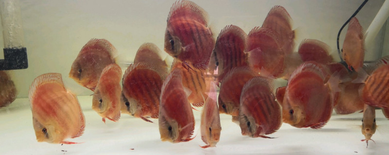 七彩神仙魚魚苗怎么養(yǎng)