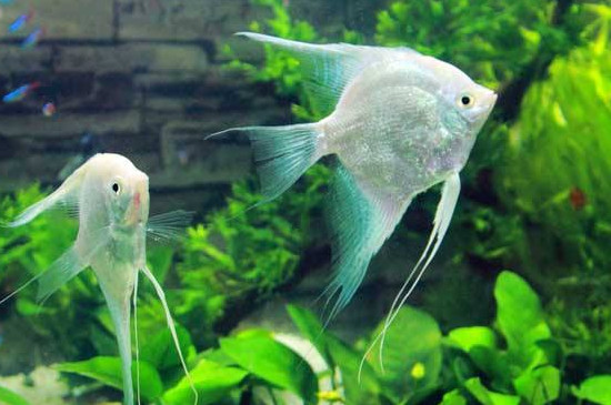 神仙魚(yú)多久換一次水