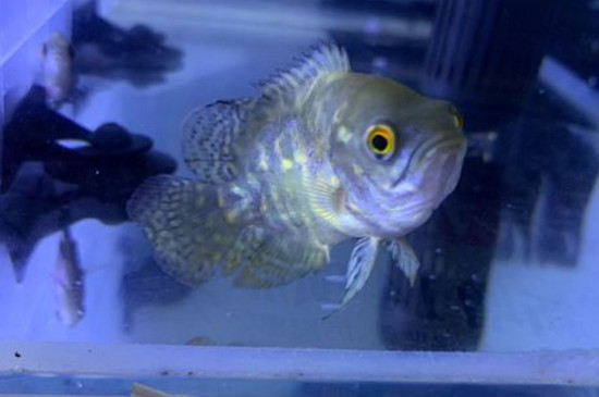 地圖魚爛鰭爛尾怎么治