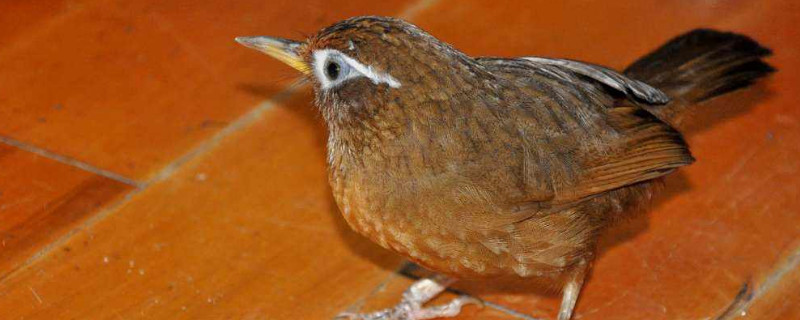 畫眉熟鳥閉籠講究
