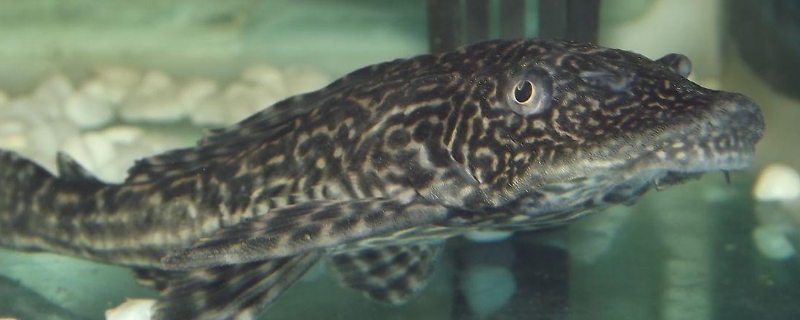 清道夫吃小魚嗎