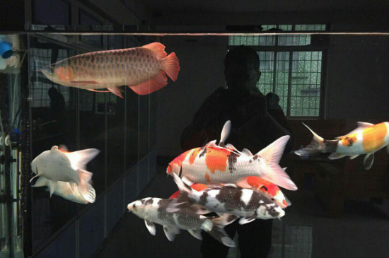 錦鯉和什么魚(yú)可以混養(yǎng)