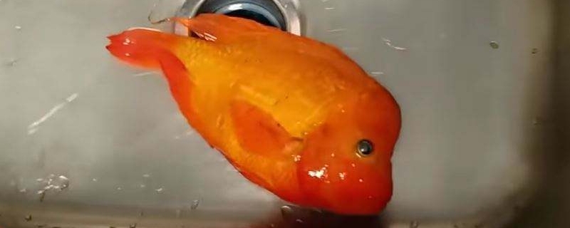 金魚吃撐的表現(xiàn)