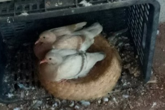 鴿子不愛(ài)飛怎么調(diào)理