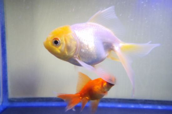 金魚的壽命