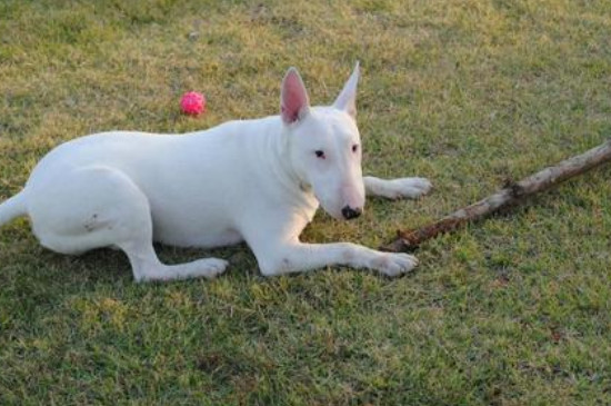 美國牛頭梗厲害嗎，牛頭梗犬對戰(zhàn)比特犬的結(jié)局