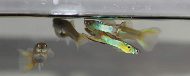 孔雀魚多大能分出公母
