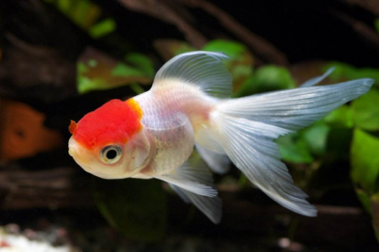 小金魚幾天換一次水