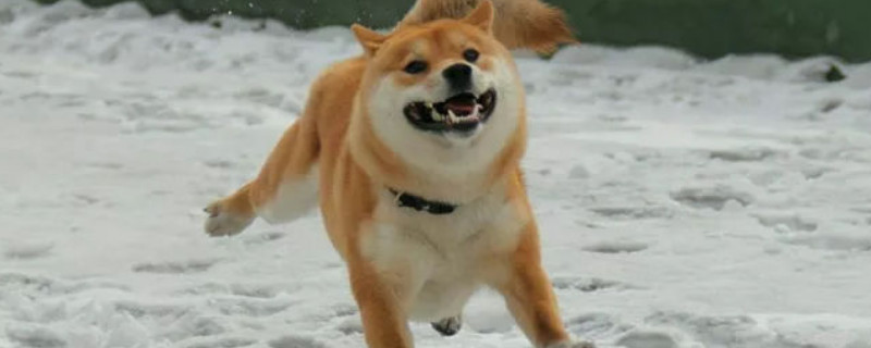 柴犬是日本的土狗嗎