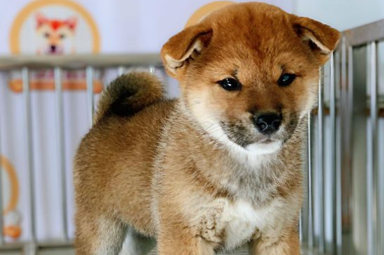 柴犬討厭主人的表現(xiàn)