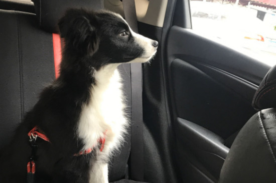 邊境牧羊犬智商相當(dāng)于人幾歲