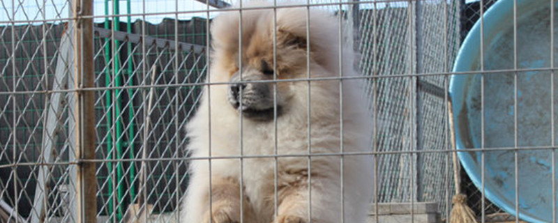 松獅吃什么