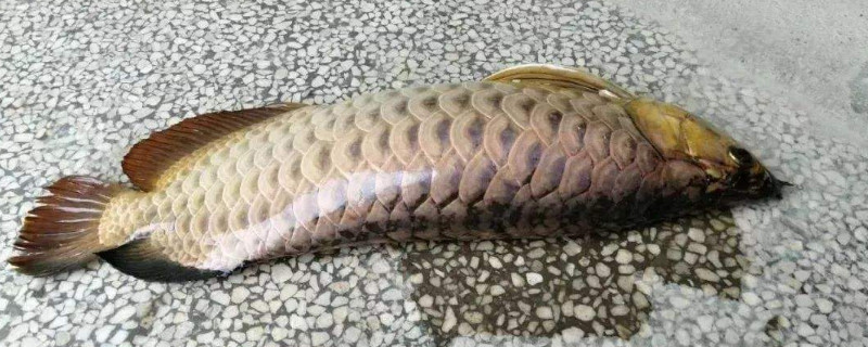 龍魚(yú)跳缸是什么原因