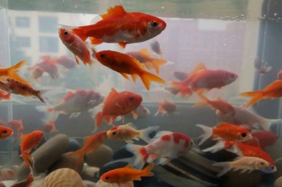 草金魚繁殖的前兆
