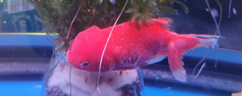金魚怎么養(yǎng)長的快，金魚怎樣長得又大又快