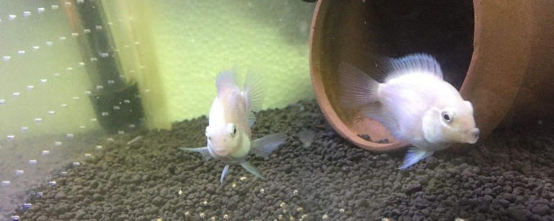 迷你鸚鵡魚能長多大