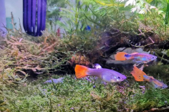 適合孔雀魚崽躲避的水草
