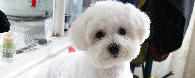 卷毛比熊犬有幾種顏色，比熊都有什么毛色