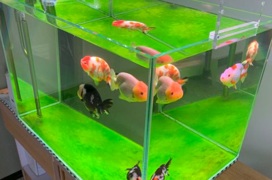 家養(yǎng)的小金魚吃什么