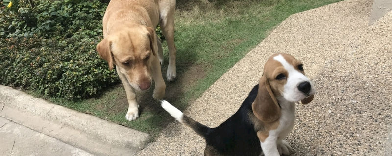 狗不合群如何糾正