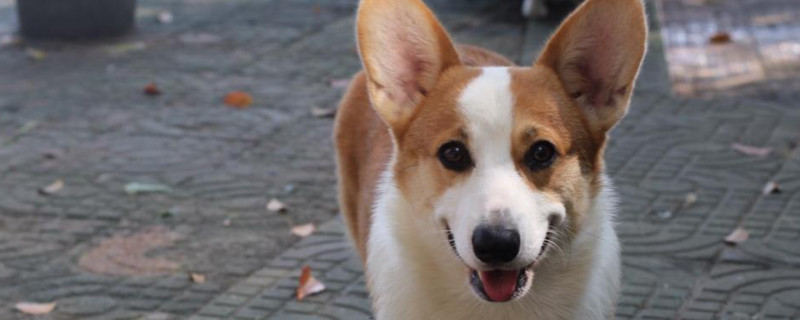 怎么訓練柯基犬