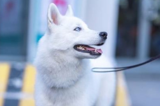 純種哈士奇價格多少錢一只，一只幼犬1000元左右價格能買到