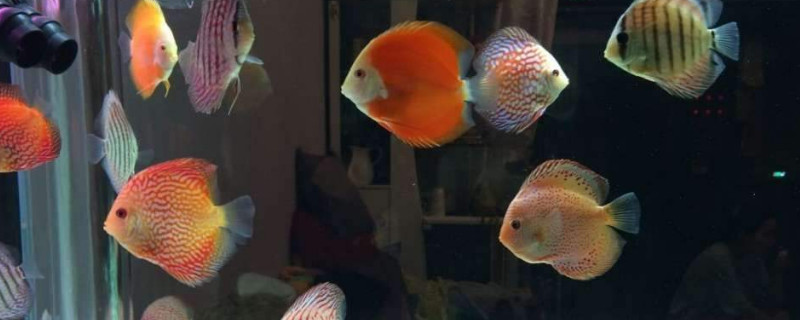 養(yǎng)七彩神仙魚用什么缸