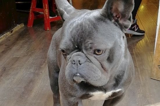 斗牛犬怎么訓(xùn)練