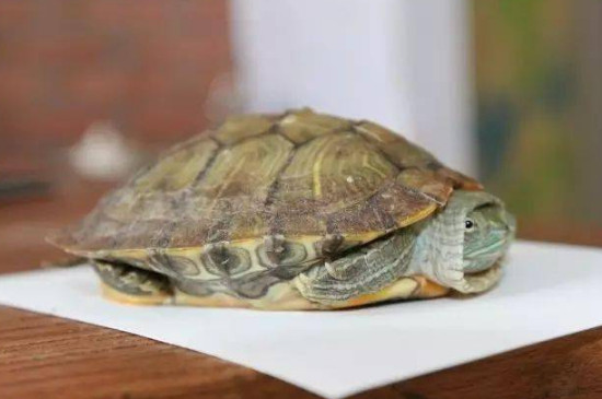 烏龜吃不吃魚