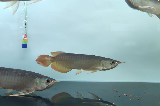 龍魚吃食正常就是趴缸