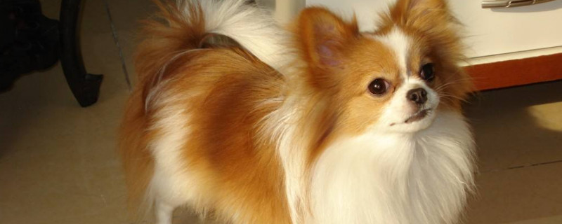 蝴蝶犬認(rèn)識主人嗎