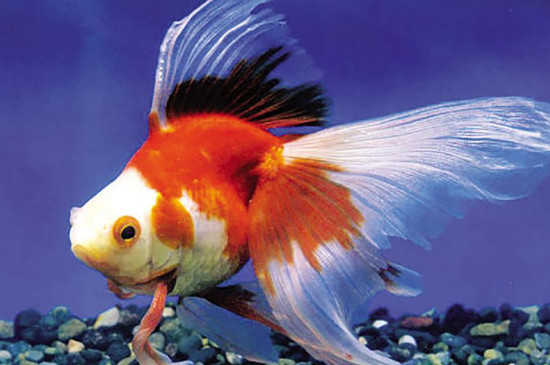 金魚怎么才能快速養(yǎng)大