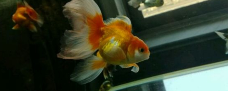 70厘米水深能養(yǎng)金魚(yú)嗎