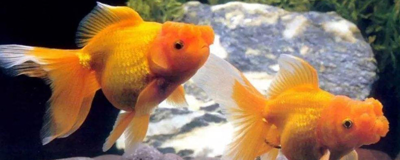 珍珠金魚為什么總養(yǎng)不活