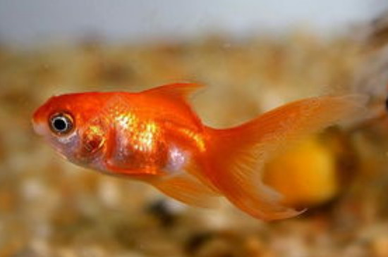 錦鯉魚缸水發(fā)黃的解決辦法
