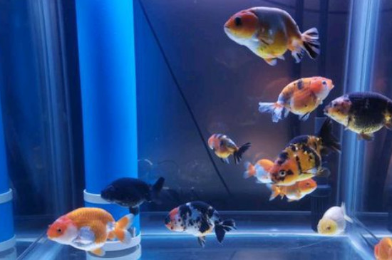 小金魚多久喂一次