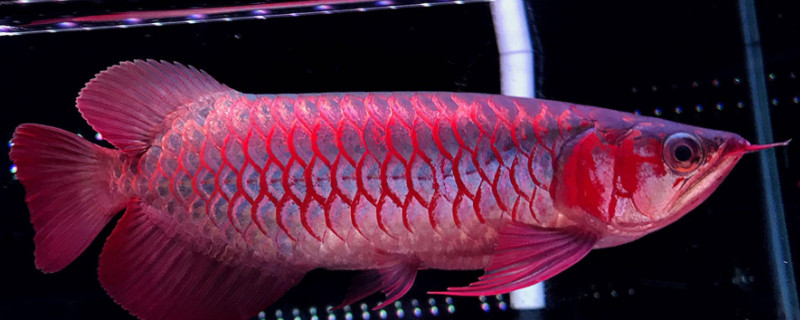馬來西亞紅龍魚能紅嗎