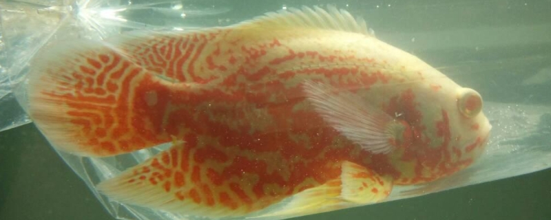 地圖魚(yú)怎么分公母