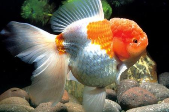 金魚頭上有紅色的東西是什么
