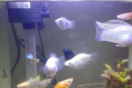 孔雀魚搖頭擺尾怎么回事