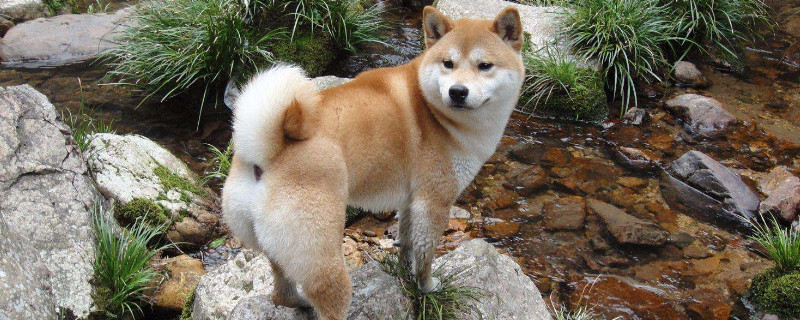 秋田犬飼養(yǎng)注意事項