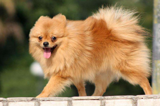 博美犬怎么養(yǎng)毛更好