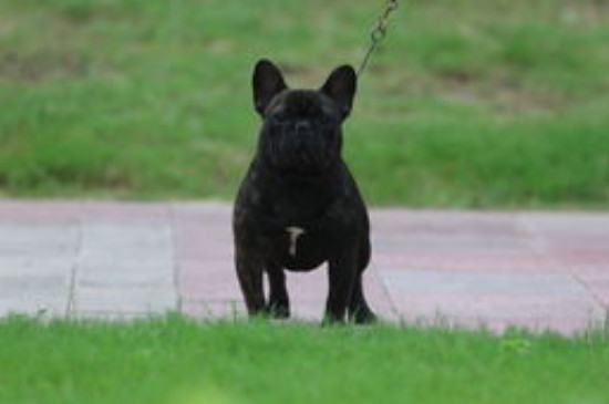 法斗犬的飼養(yǎng)方法
